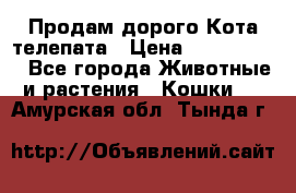  Продам дорого Кота-телепата › Цена ­ 4 500 000 - Все города Животные и растения » Кошки   . Амурская обл.,Тында г.